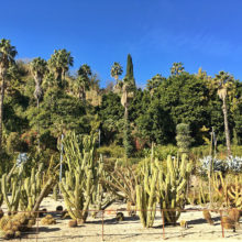 jardins-mossen-costa-i-llobera-cactus-garden-original-watercolor